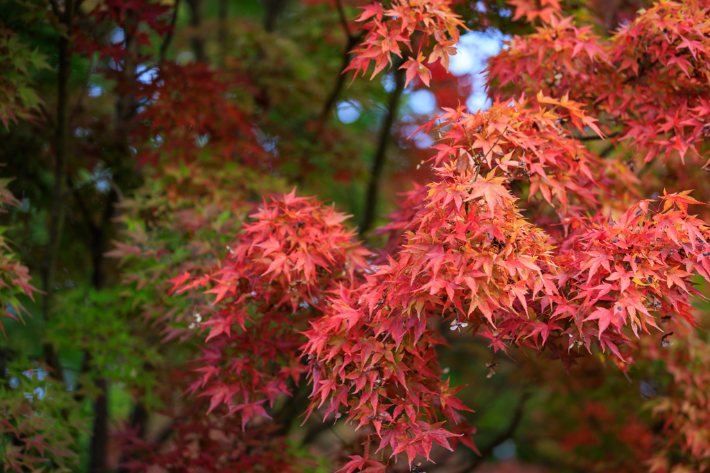 紅葉もぼちぼち～