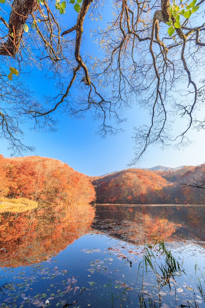 紅葉に向かってー