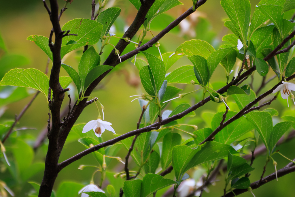 公園「お写んぽ」ほとんど落ちて・・