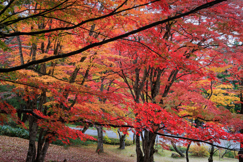 土津神社の紅葉