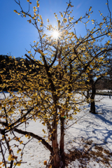 蝋梅とウニウニwith雪景色