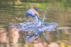 カワセミ