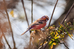 ベニマシコ♂　次もよろしく＾＾