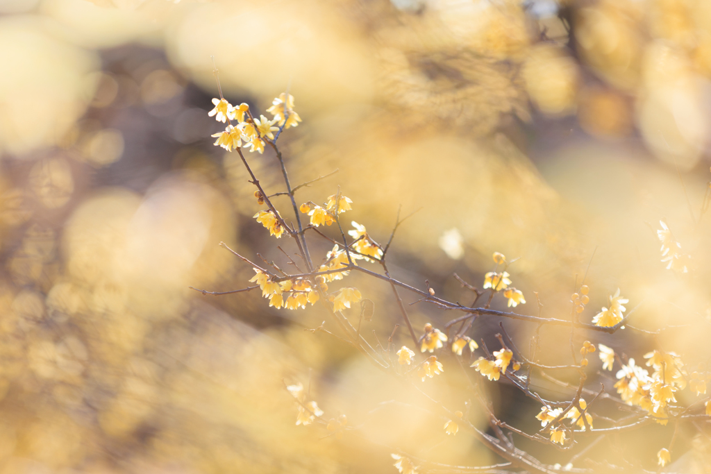 蝋梅 ハイキーで