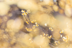 蝋梅 ハイキーで