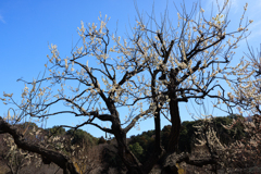 公園お写んぽ のびのび白梅