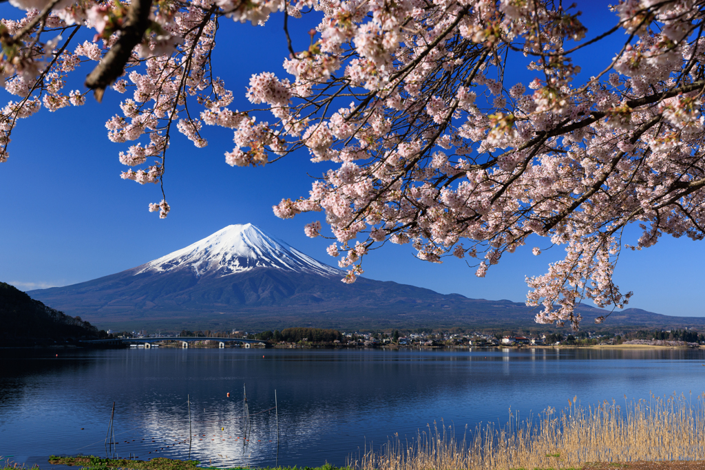 河口湖円形ホール付近　富士と桜　その１