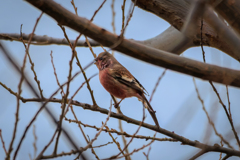 ベニマシコ 証拠写真 その２