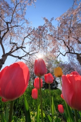 日中線しだれ桜並木 チューリップとウニウニ