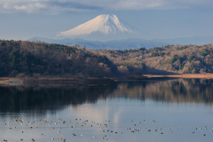 水鳥たちが動き出す