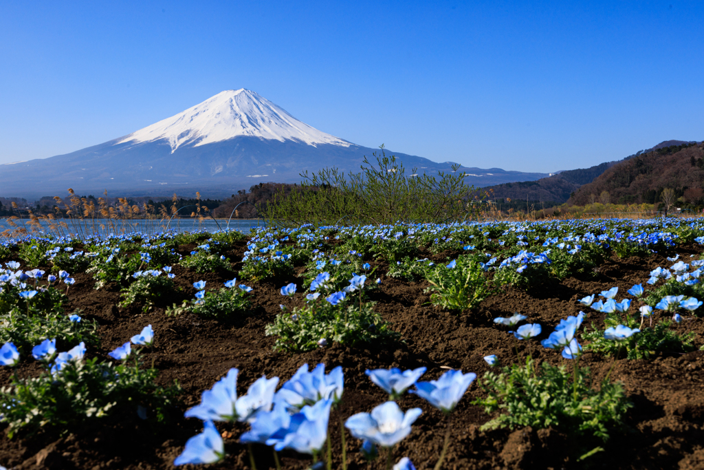 河口湖と富士山　ネモフィラと～