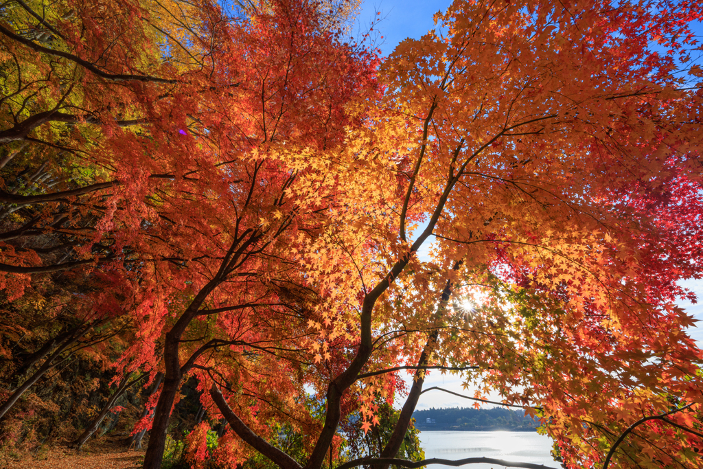 紅葉乱舞 キラリン添え