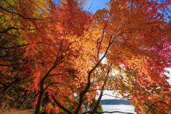 紅葉乱舞 キラリン添え