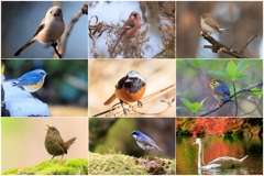 2024ダイジェスト 野鳥編