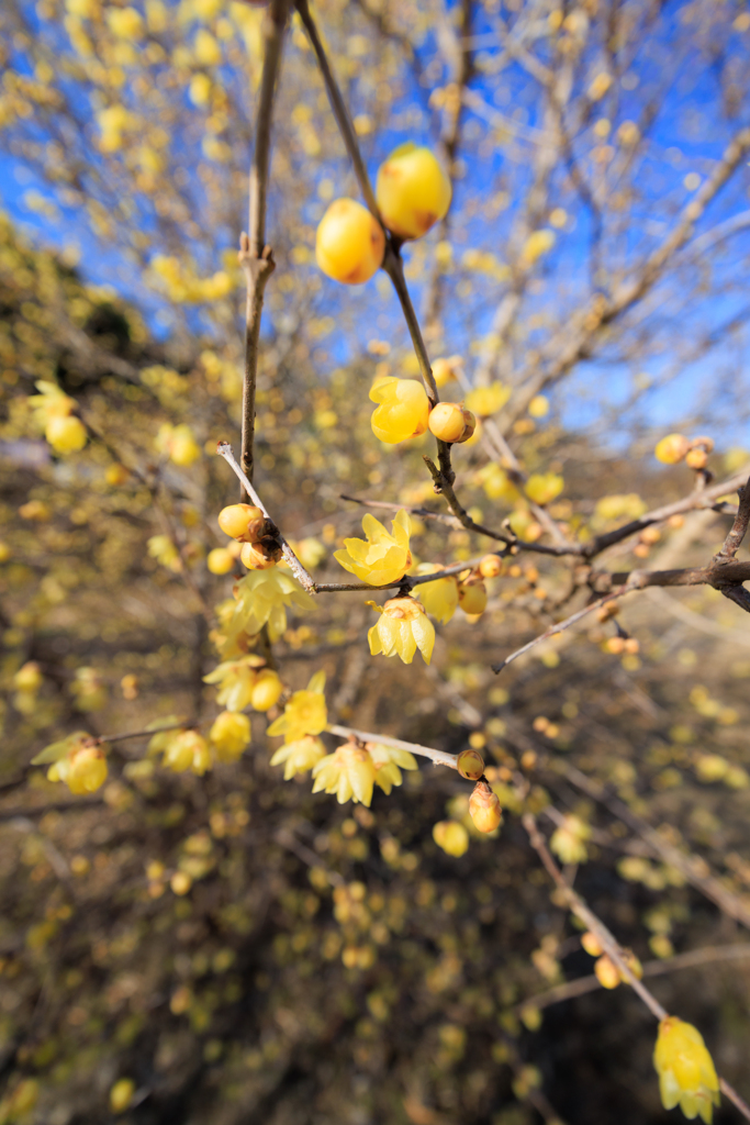 蝋梅 超広角ポートレート
