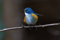 ルリ男祭り 小躍り