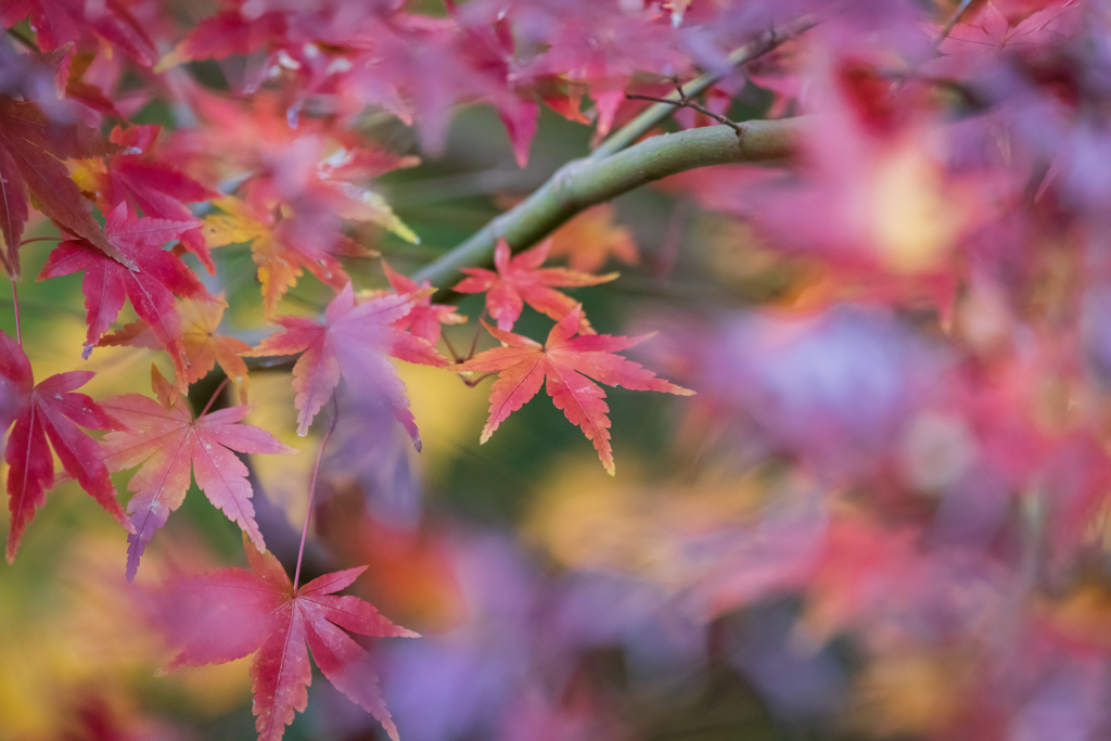 晩秋の紅葉