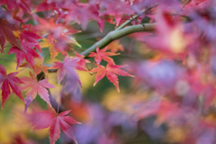 晩秋の紅葉
