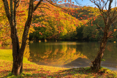 曲沢沼  落葉もキレイ＾＾