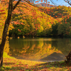 曲沢沼  落葉もキレイ＾＾