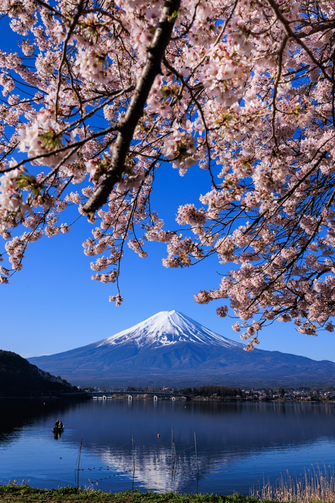 河口湖円形ホール付近　富士と桜　その２