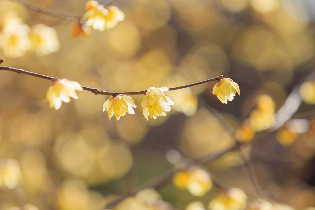 蝋梅 玉ボケバックに