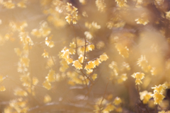 蝋梅 香りに包まれながら・・