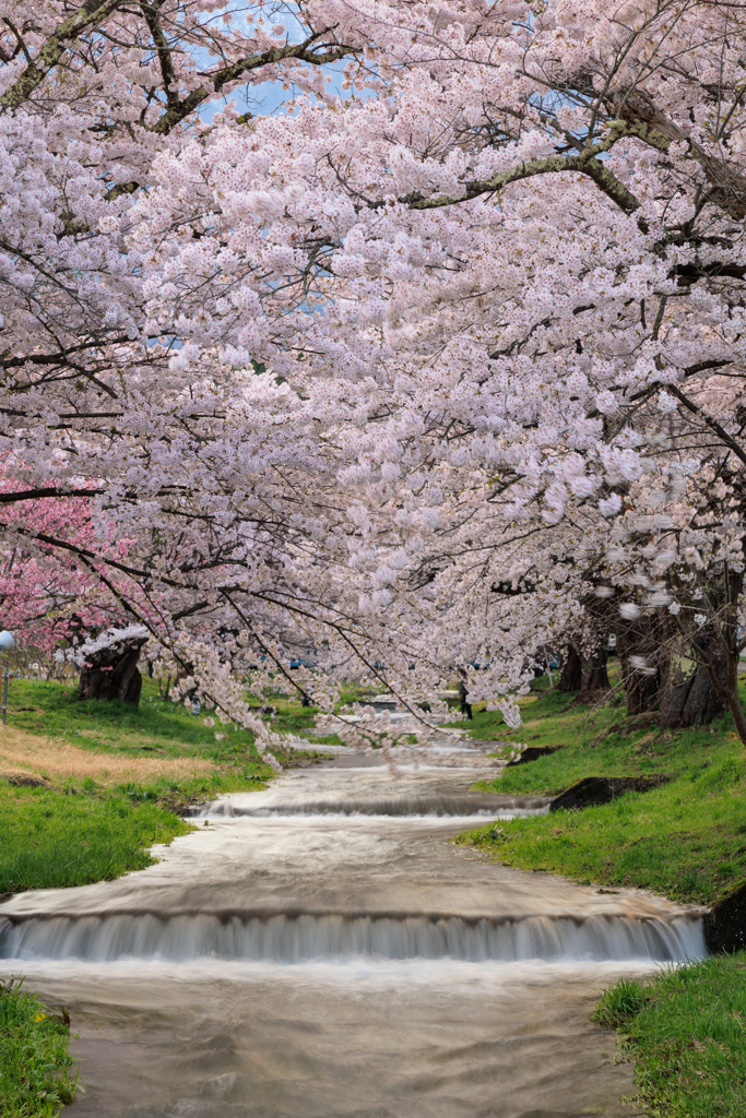 観音寺川の桜 スローシャッターで