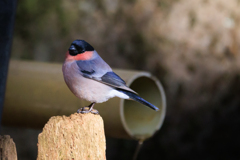 ウソさん　お立ち台＾＾