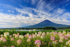 クレオメと富士山