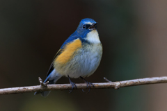 ルリ男祭り 唄う