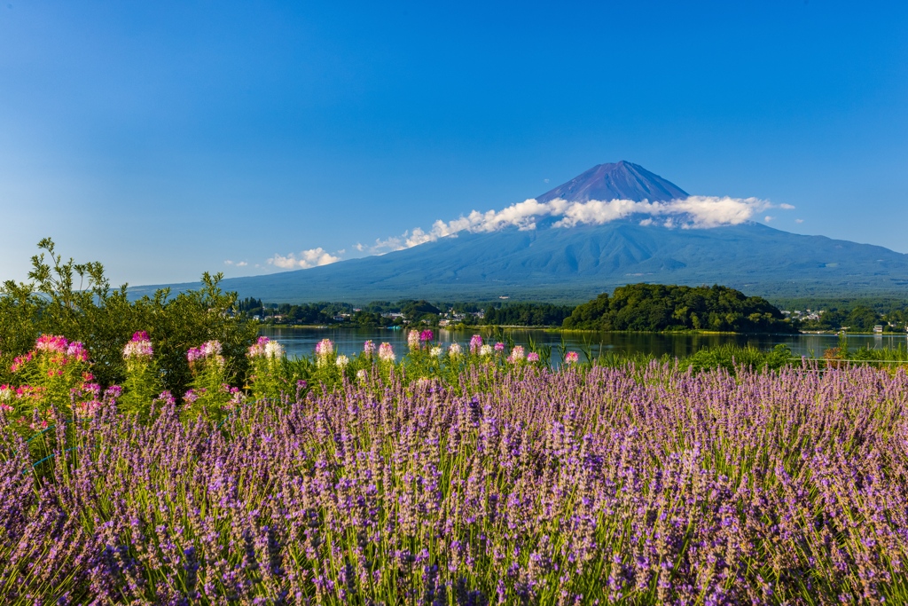 ラベンダーと富士山
