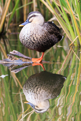 カモ・モカ　（笑）