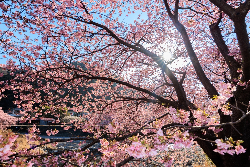 河津桜 太陽に向かって