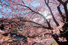 河津桜 太陽に向かって