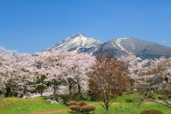 亀ヶ城公園 桜と磐梯山