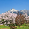 亀ヶ城公園 桜と磐梯山