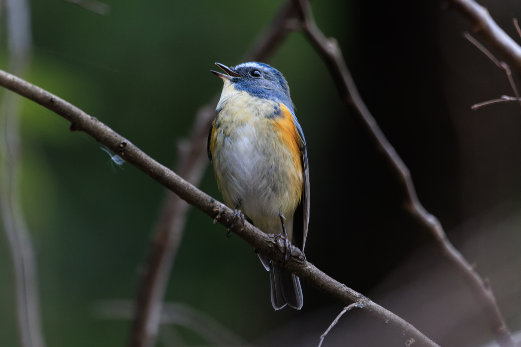 ルリ君 お腹はこう＾＾