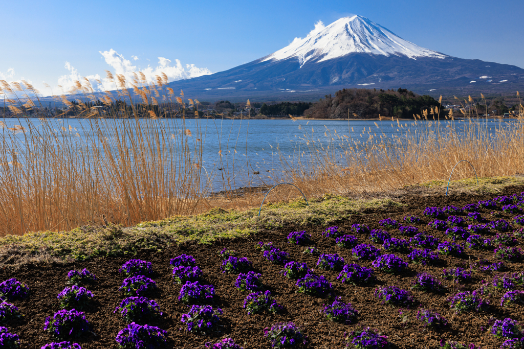 紫の花と富士山