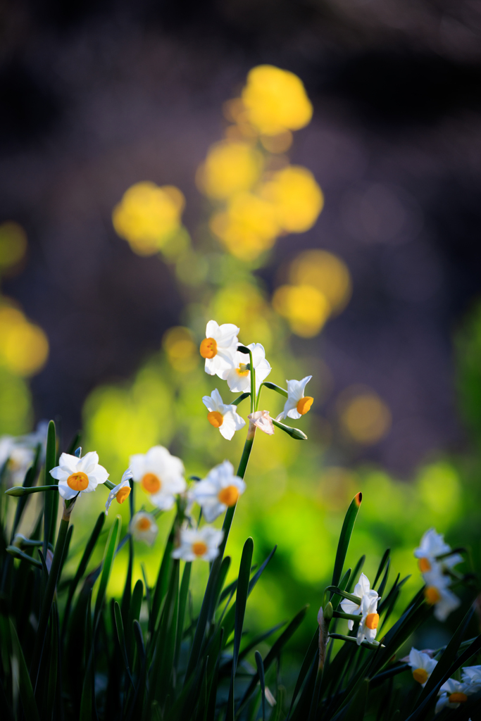 水仙 菜の花バックに