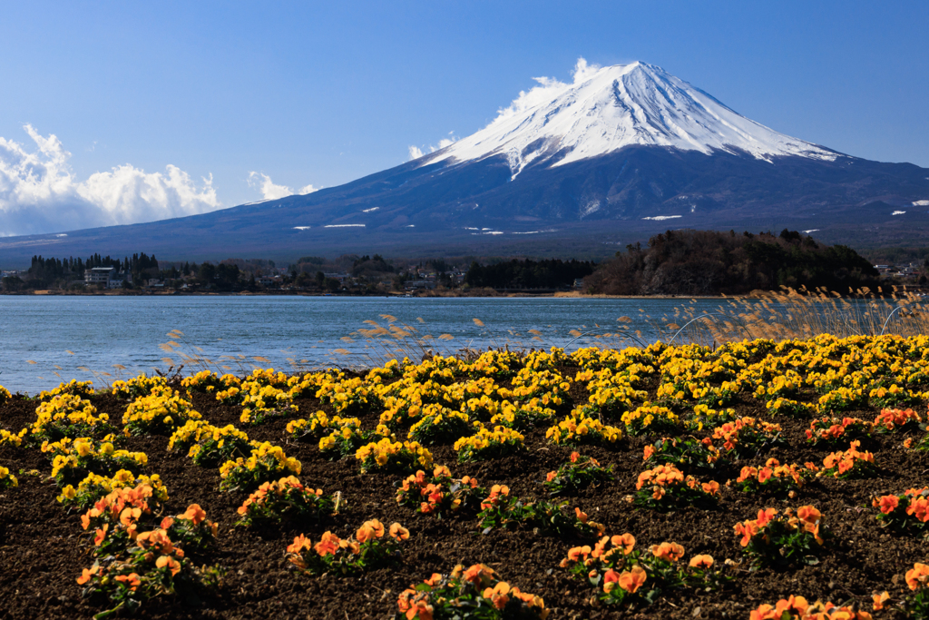 可愛い花と富士山
