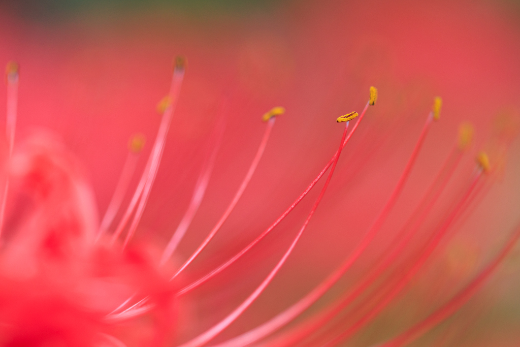 彼岸花　マクロで蕊を～