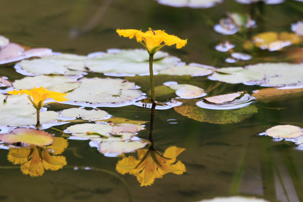 アサザ・・に乗るアリ