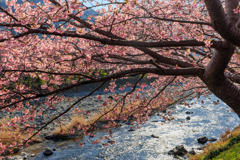 河津桜 キラキラ川面
