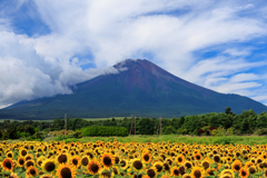 ひまわりと富士山