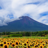 ひまわりと富士山
