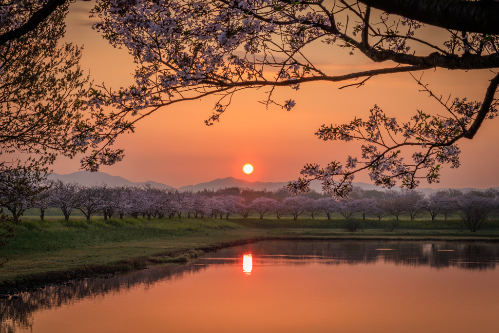 日の出 桜ごしに