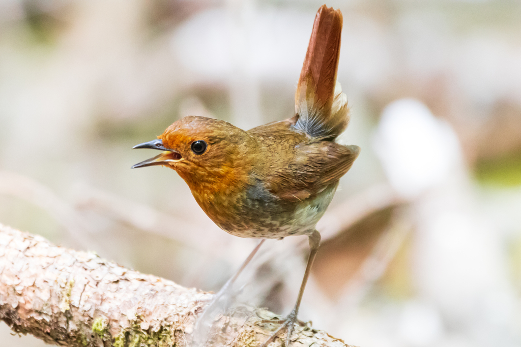 コマドリ♀