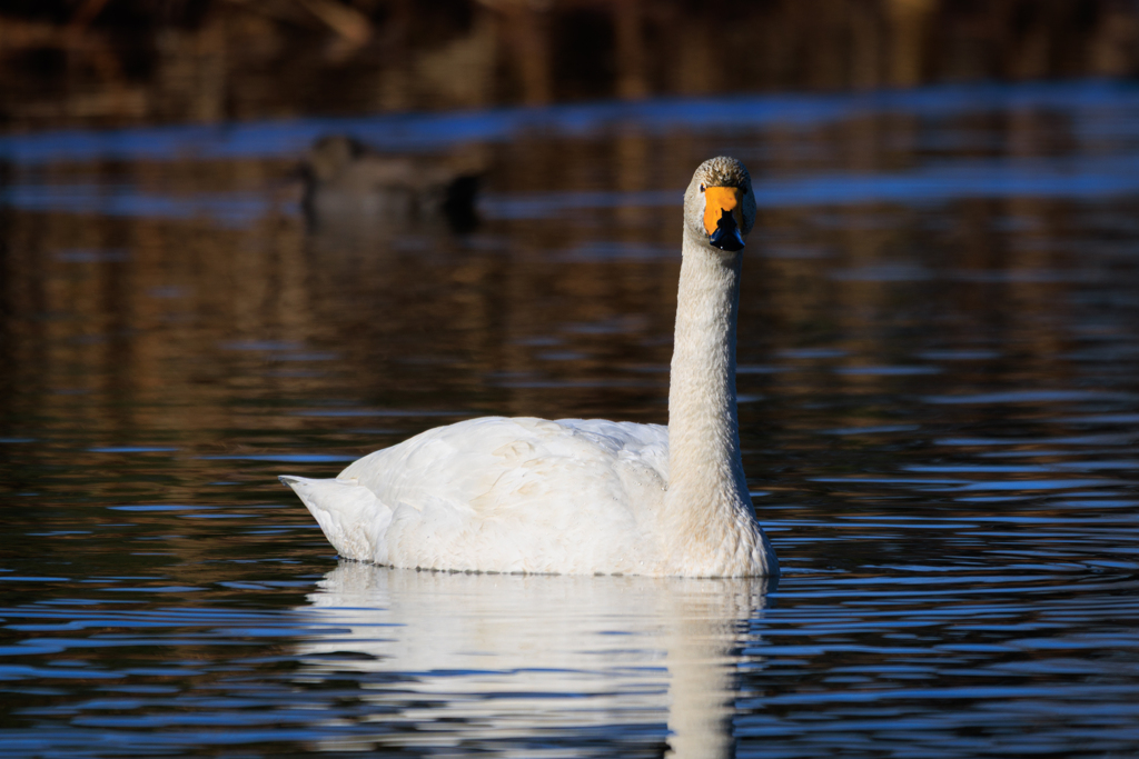 ポートレート風＾＾