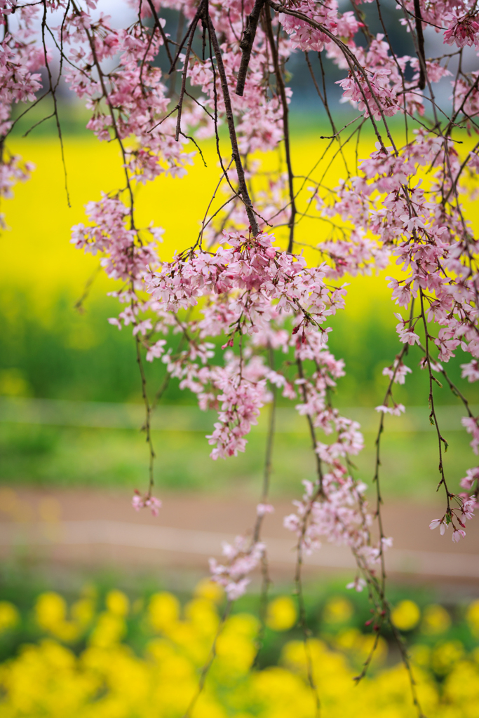 桜のれん＾＾